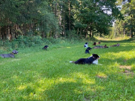 Hundeschule bei München - Freilauftraining