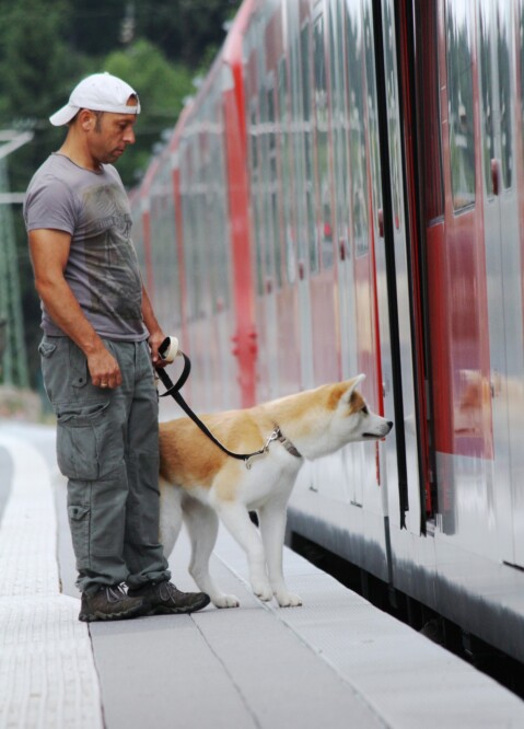 Hundeschule München - Hundetrainer Markus Satke Erfahrungen des Hundtrainers Markus Satke aus seiner Hundeschule nahe München