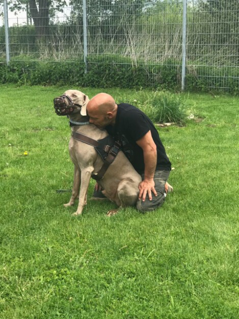 Hundeschule München - Angsthunde Angsthunde - Hundeschule Satke bei München