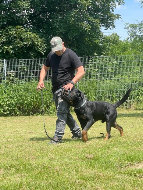 Problemhunde, Angsthunde und Raufer Profitrainer Markus Satke ist spezialisiert auf verhaltensauffällige Hunde
