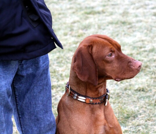 Privatunterricht Hundeschule Satke Die effektivste Form des Lernens ist der Einzelunterricht