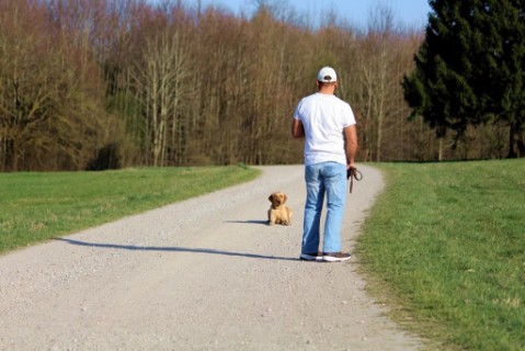 Hundeschule und Hundeinternat Satke München Stationäre Hundeausbildung ohne Besitzer in der Hundeschule Satke