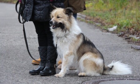 Hundeschule Markus Satke bei München