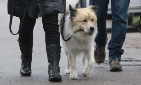 Hundeschule bei München Hundeschule Satke bei München - logisch und leicht zum Erfolg