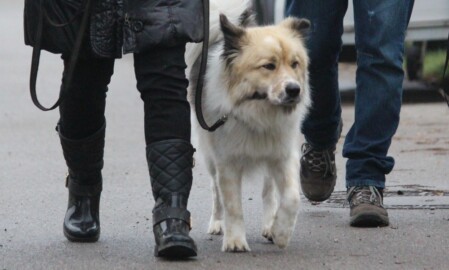 Hundeschule Satke bei München - logisch und leicht zum Erfolg