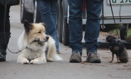 Professionelle Hundeschule Satke bei München