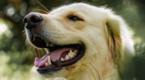 Mantrailing Hundekurse Hundeschule Satke, Mantrailing