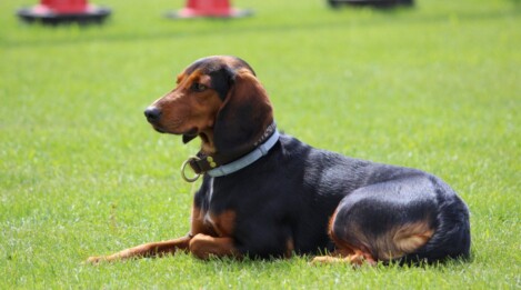 Hundeschule Satke nahe München - Hundeinternat