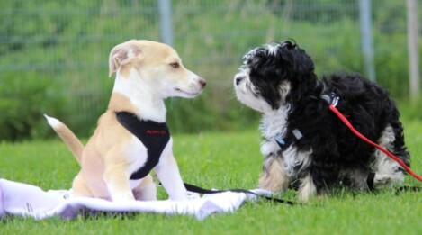 Welpenschule München Welpenkurse Hundeschule München