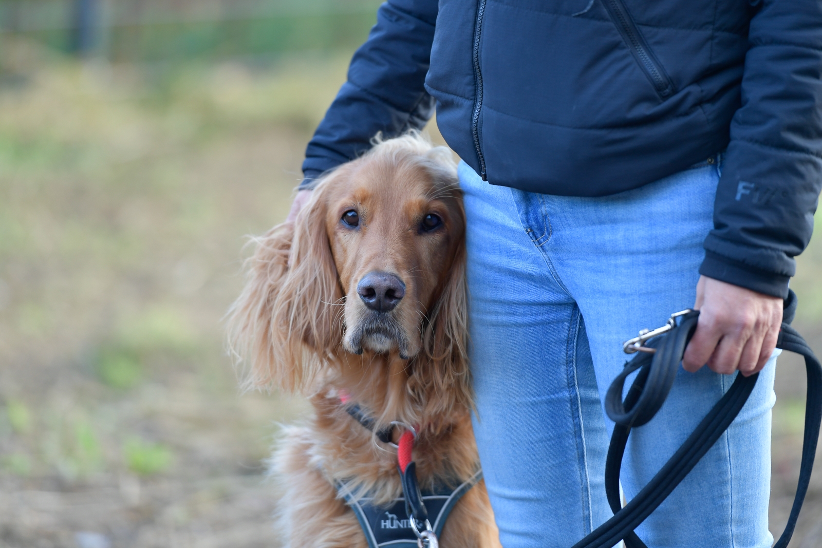 Focused dog training