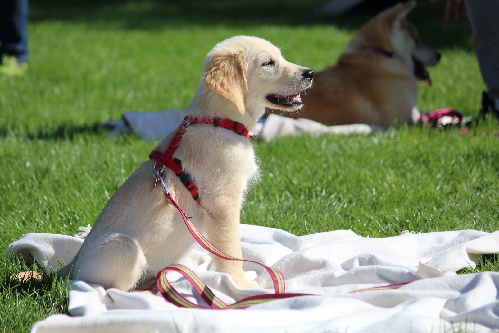 Dog training success